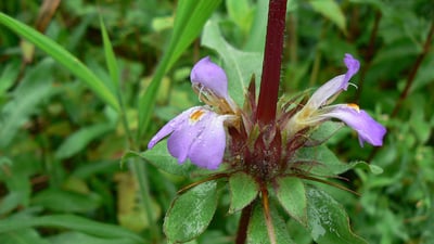 Hygrophila schulli