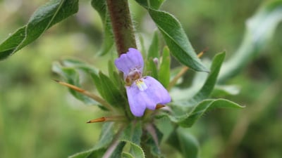 Hygrophila schulli