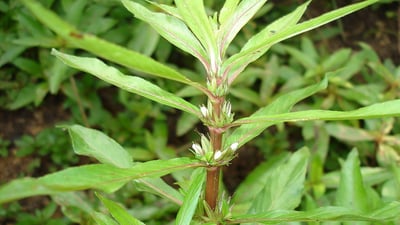 Hygrophila schulli