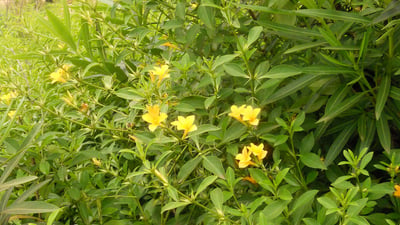 Barleria prionitis