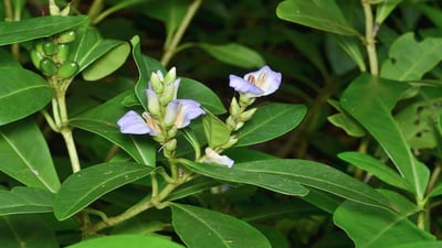 Acanthus ilicifolius