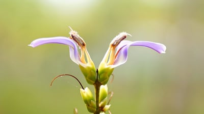Acanthus ilicifolius