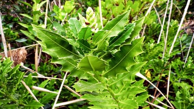 Acanthus ilicifolius