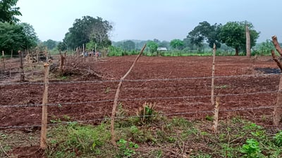 Chena Cultivation
