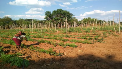 Chena Cultivation
