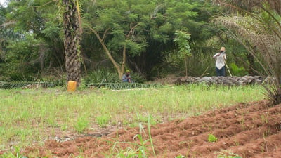 Chena Cultivation