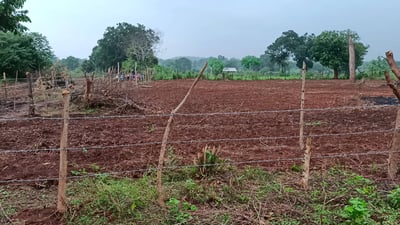Chena Cultivation