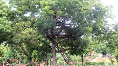 Chena Cultivation