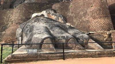 Lion's Paw Terrace