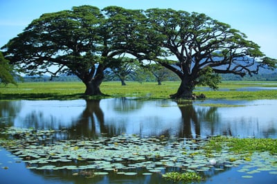 Tissa Wewa
