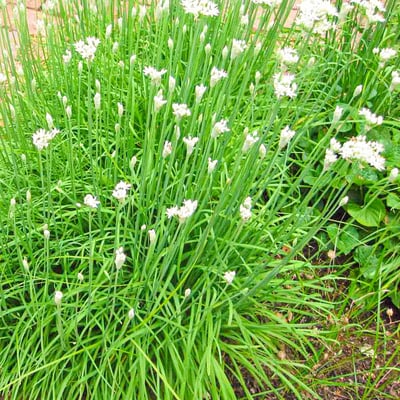 Chives