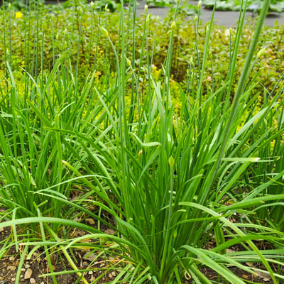 Chives