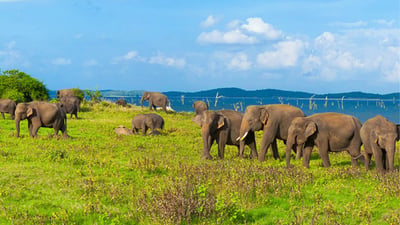 Somawathiya National Park