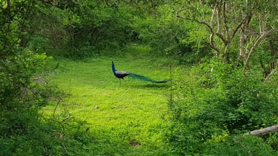 Somawathiya National Park