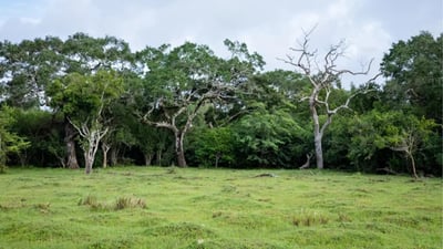Somawathiya National Park