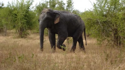 Somawathiya National Park