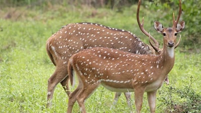Somawathiya National Park