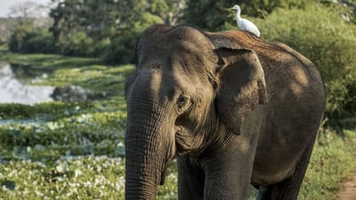 Somawathiya National Park