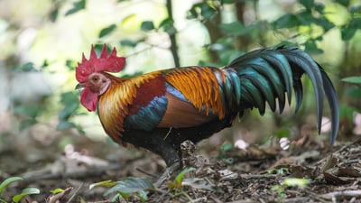 Junglefowl