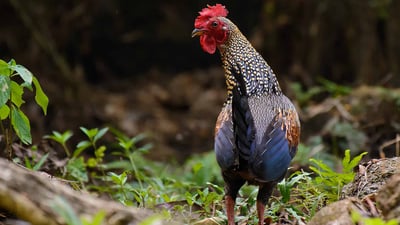 Junglefowl