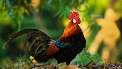 Junglefowl