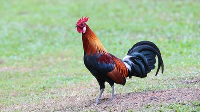 Junglefowl