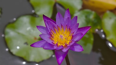 Blue Water Lily