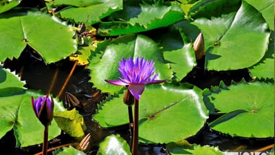 Blue Water Lily