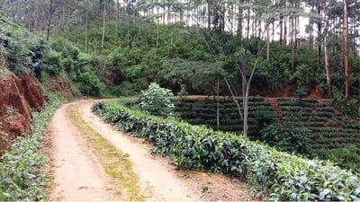 Watagoda