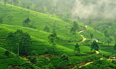 Tea Tours