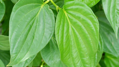 Betel Leaves