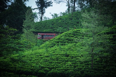 New Deniyaya Estate