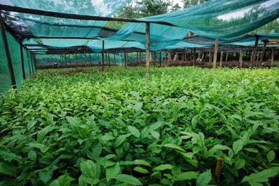 Henakanda Estate
