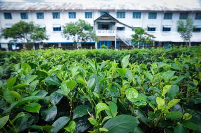 Devitura Estate