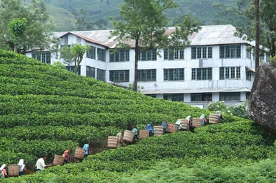 Westhall Estate (Rillagalla)