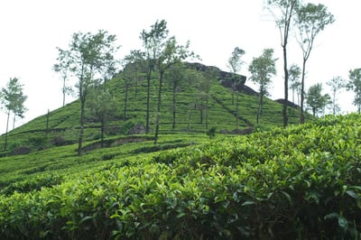 Westhall Estate (Rillagalla)