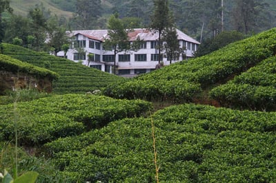 Westhall Estate (Rillagalla)