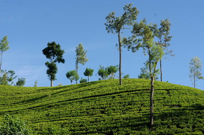 Imboolpittia Estate