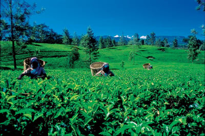 Imboolpittia Estate