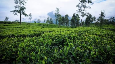 Kataboola Estate (Dombagastalawa)