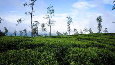 Kataboola Estate (Dombagastalawa)