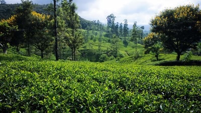 Kataboola Estate (Dombagastalawa)