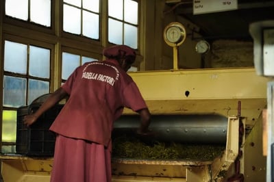 Park Green Tea Factory