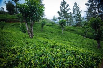 Park Green Tea Factory