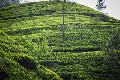 Maha Eliya Estate (Calsay)