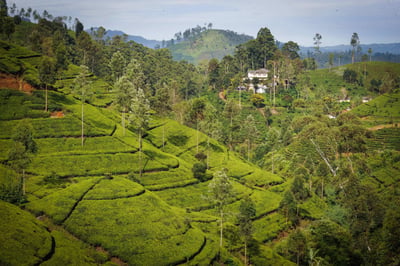 Maha Eliya Estate (Calsay)