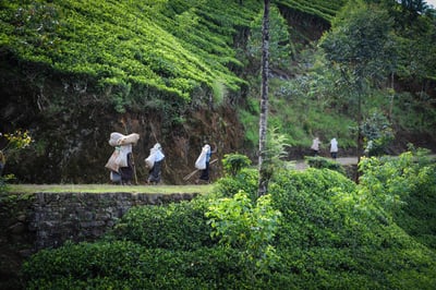 Maha Eliya Estate (Calsay)