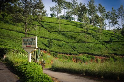 Maha Eliya Estate (Calsay)