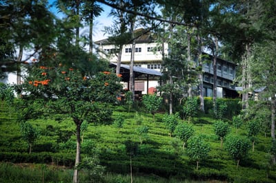 Maha Eliya Estate (Calsay)