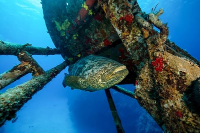 Shipwreck Diving